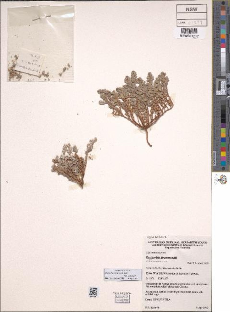 Euphorbia ferdinandi var. ferdinandi