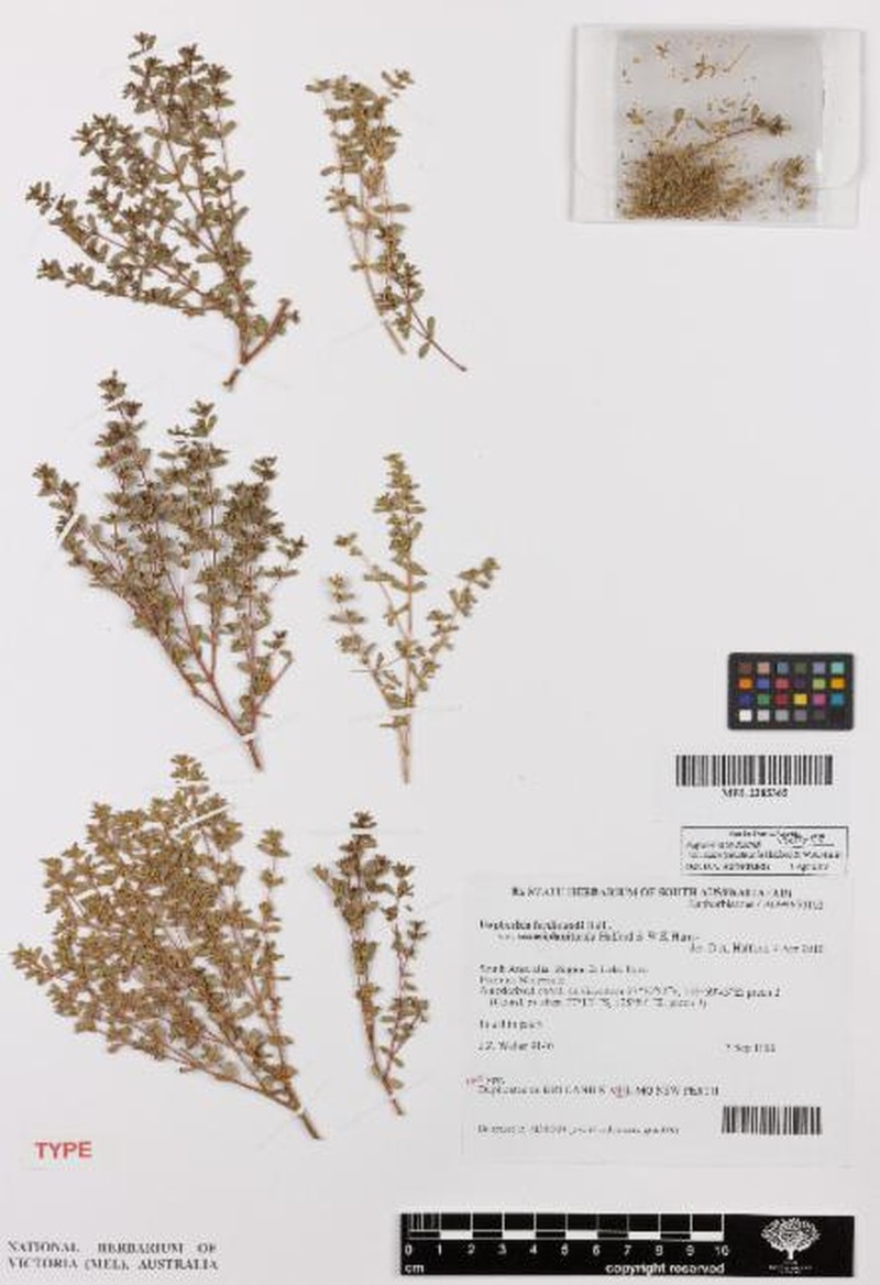 Euphorbia ferdinandi var. saxosiplaniticola