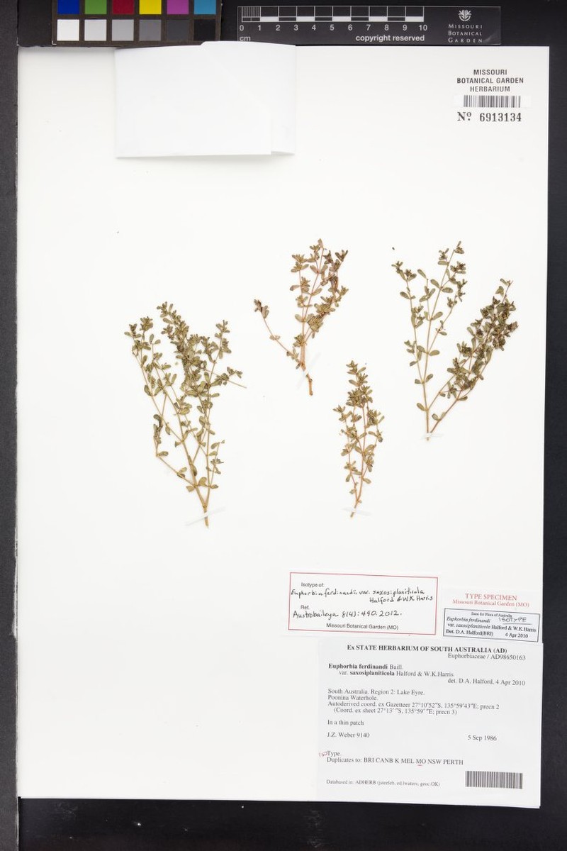 Euphorbia ferdinandi var. saxosiplaniticola photo 2