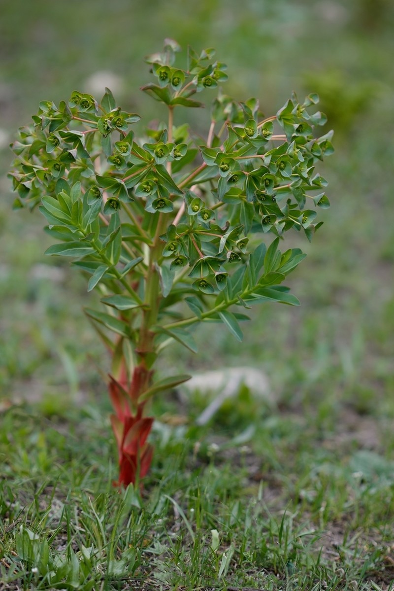 Euphorbia ferganensis
