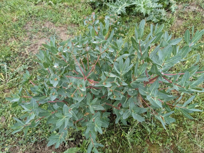 Euphorbia ferganensis photo 3