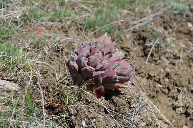 Euphorbia ferganensis photo 4