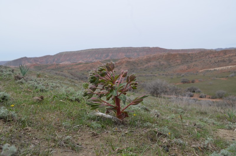 Euphorbia ferganensis photo 5