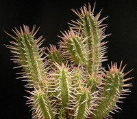 Euphorbia ferox