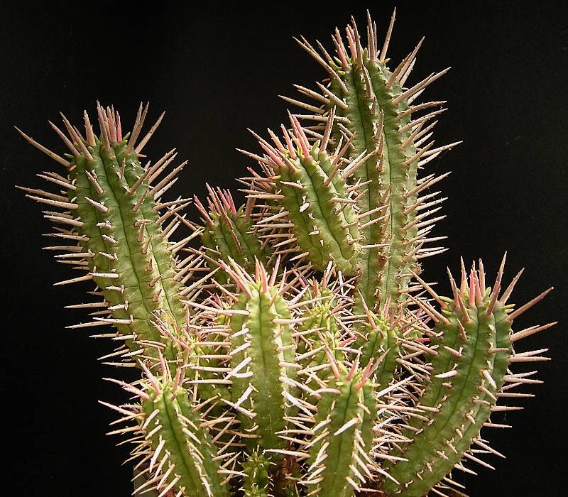 Euphorbia ferox
