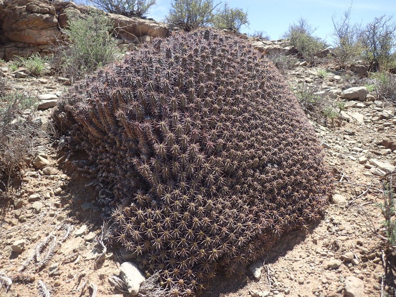 Euphorbia ferox photo 2