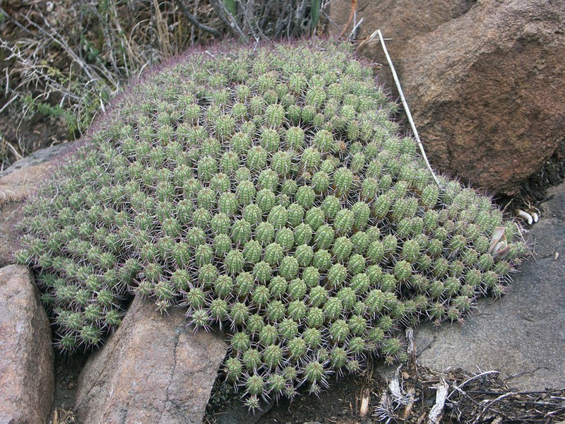 Euphorbia ferox photo 3