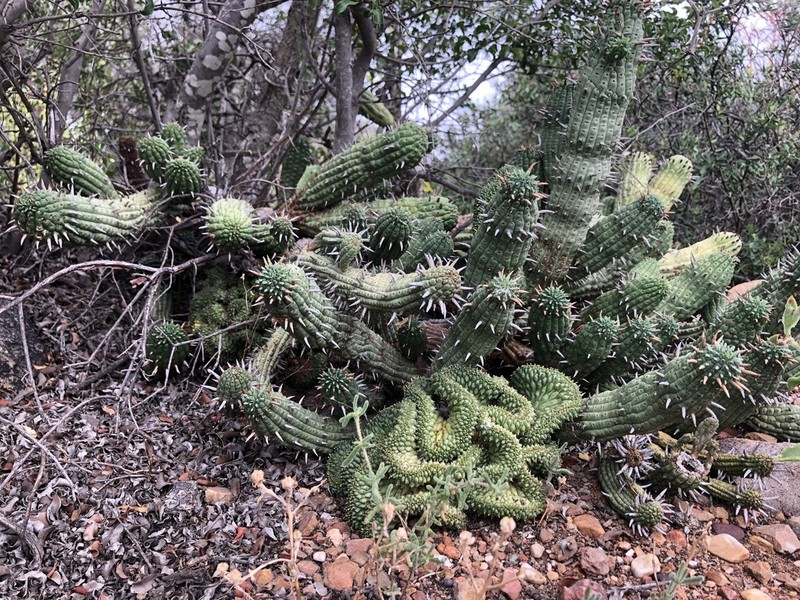 Euphorbia ferox photo 4