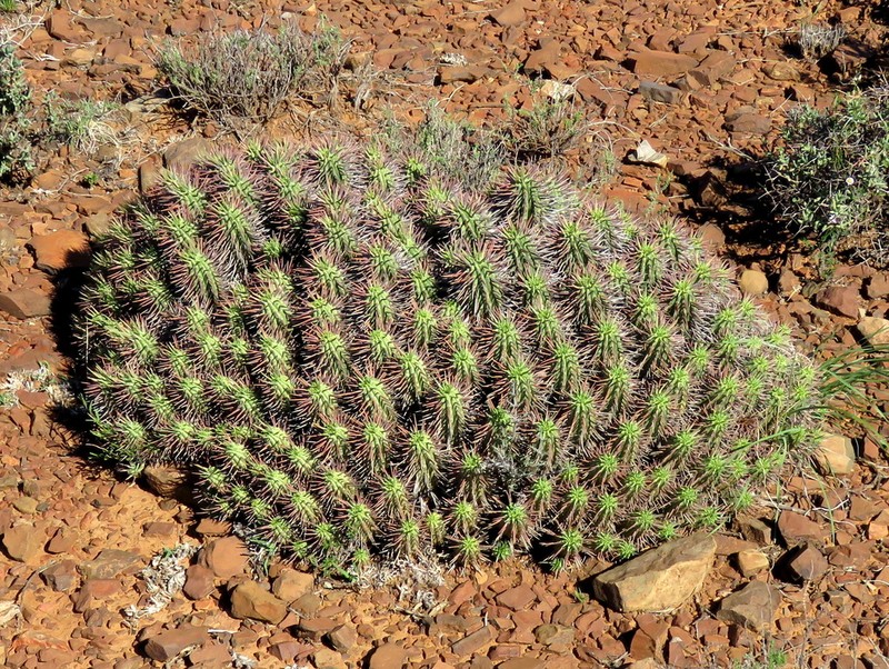 Euphorbia ferox photo 5