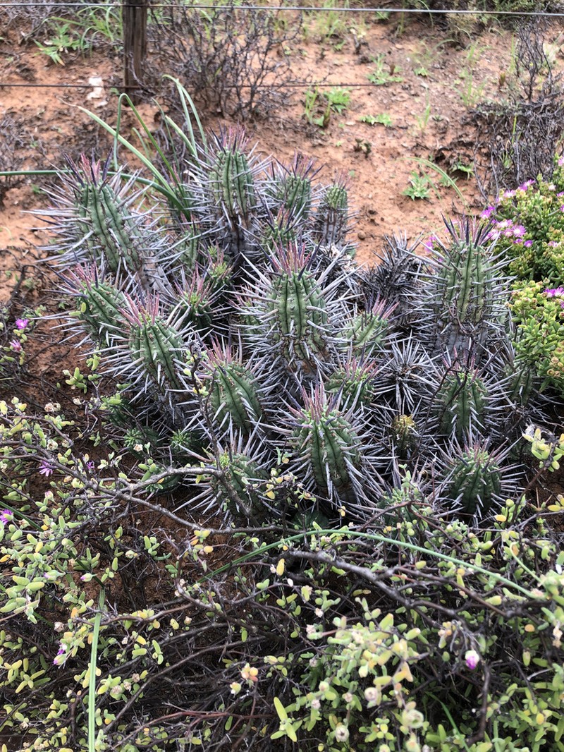 Euphorbia ferox photo 6