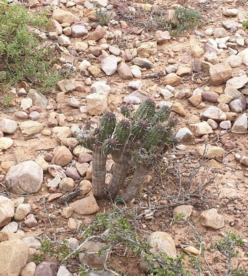 Euphorbia ferox photo 7