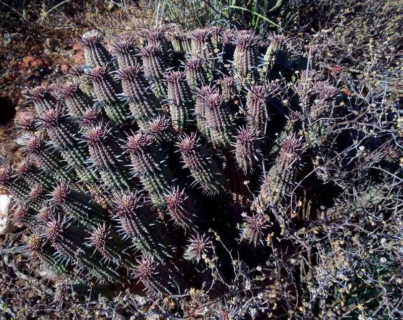 Euphorbia ferox subsp. calitzdorpensis