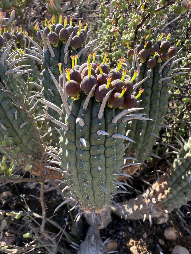 Euphorbia ferox subsp. calitzdorpensis photo 2