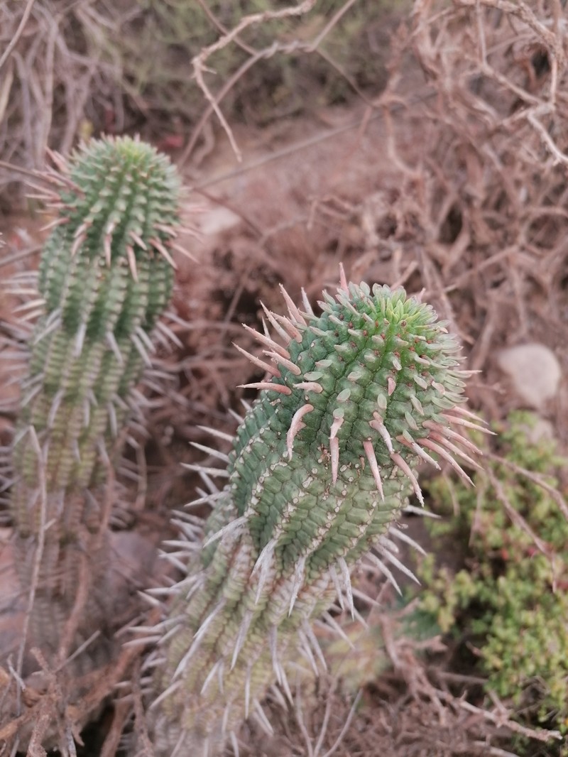 Euphorbia ferox subsp. calitzdorpensis photo 3