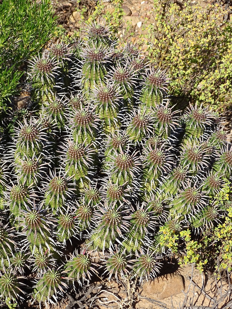 Euphorbia ferox subsp. calitzdorpensis photo 4