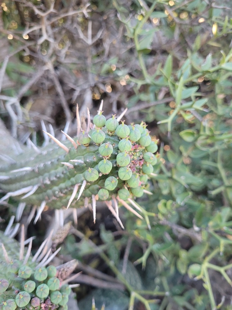 Euphorbia ferox subsp. calitzdorpensis photo 5