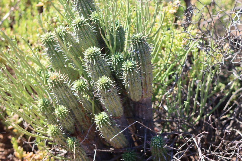 Euphorbia ferox subsp. calitzdorpensis photo 6
