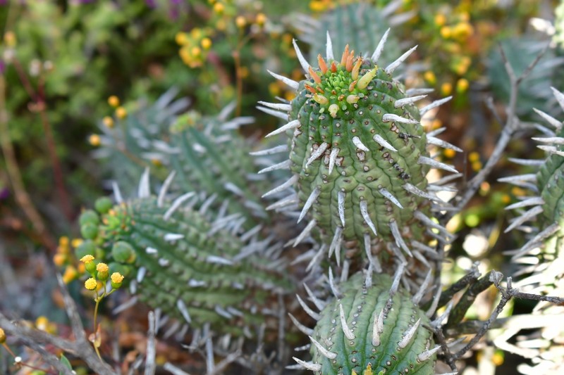 Euphorbia ferox subsp. calitzdorpensis photo 7