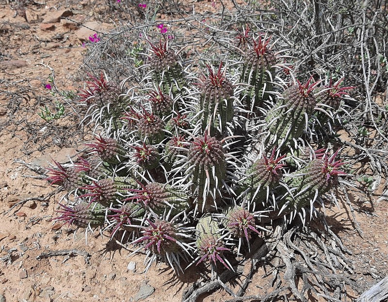 Euphorbia ferox subsp. calitzdorpensis photo 8