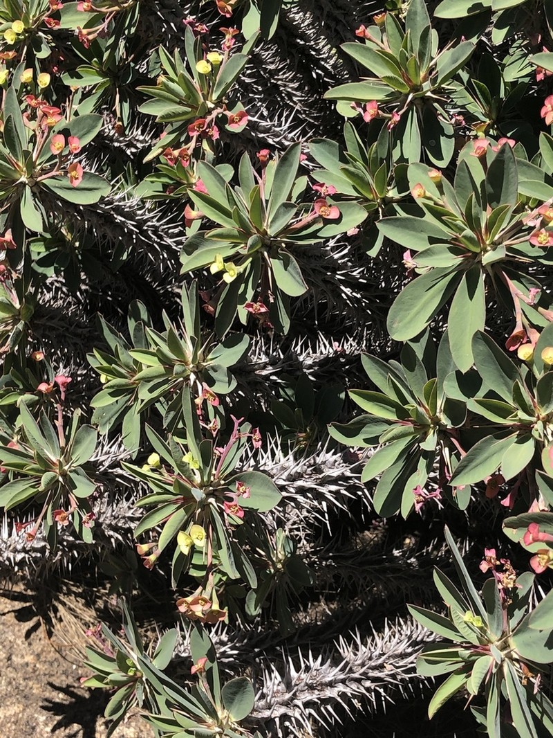 Euphorbia fianarantsoae photo 2
