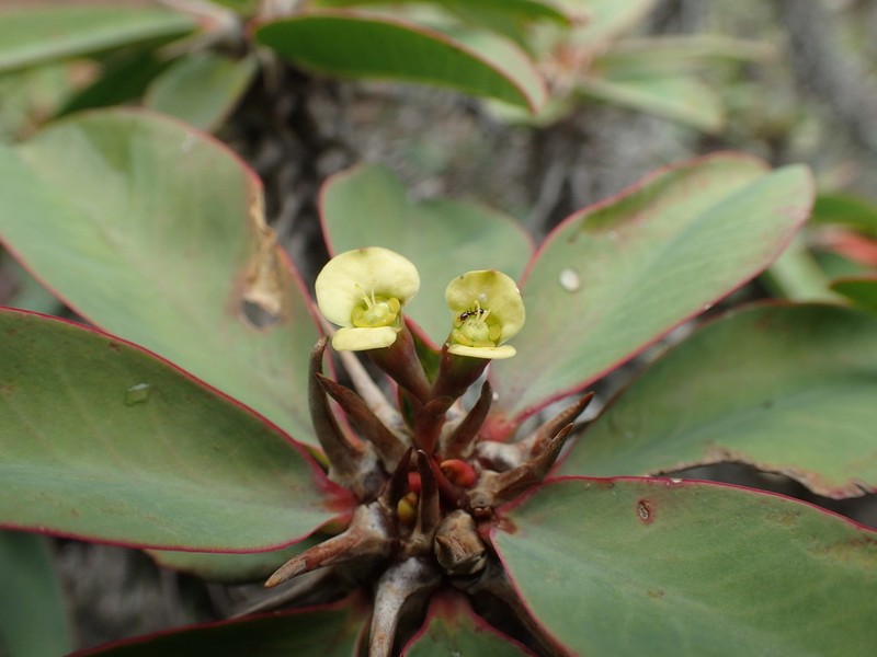 Euphorbia fianarantsoae photo 3