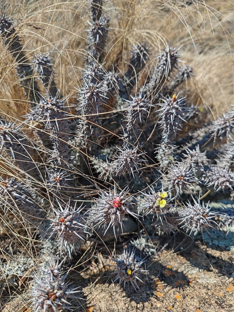 Euphorbia fianarantsoae photo 4