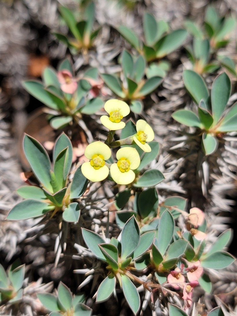 Euphorbia fianarantsoae photo 5