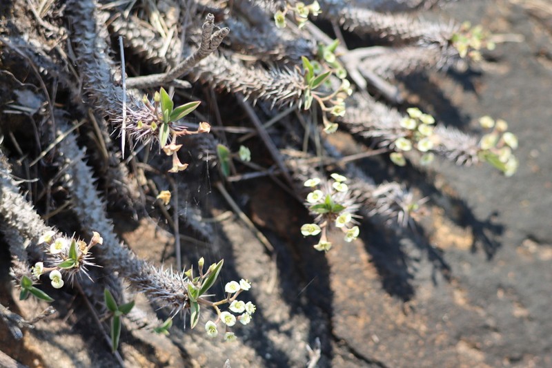 Euphorbia fianarantsoae photo 6