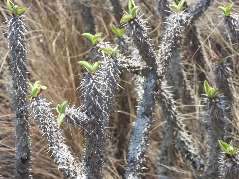 Euphorbia fianarantsoae photo 7