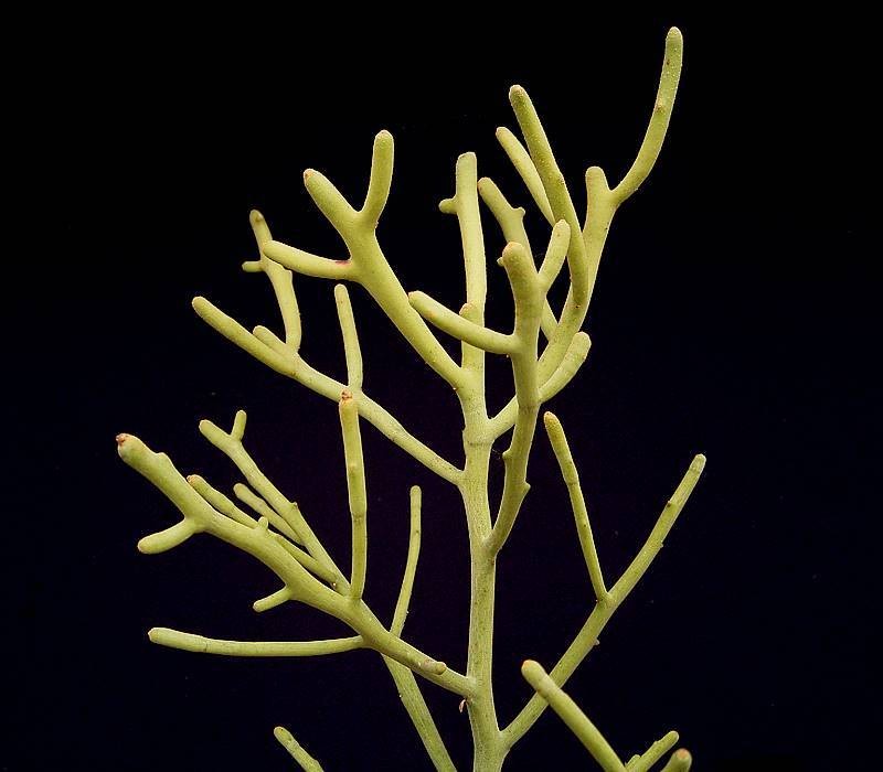 Euphorbia fiherenensis
