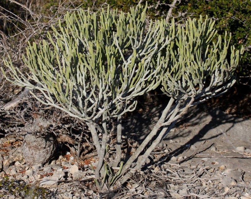 Euphorbia fiherenensis photo 2