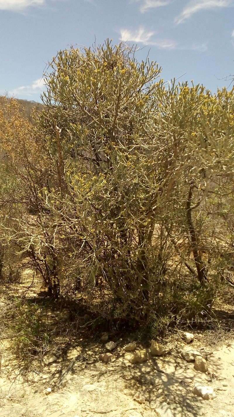 Euphorbia fiherenensis photo 3