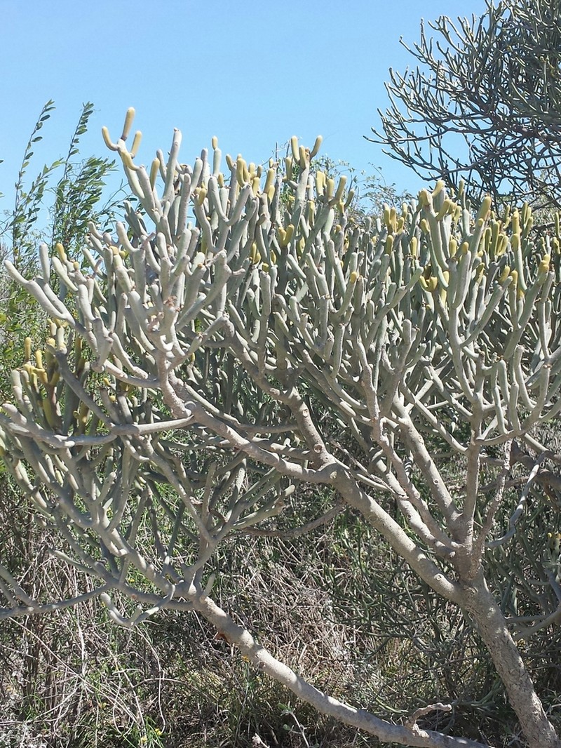 Euphorbia fiherenensis photo 4