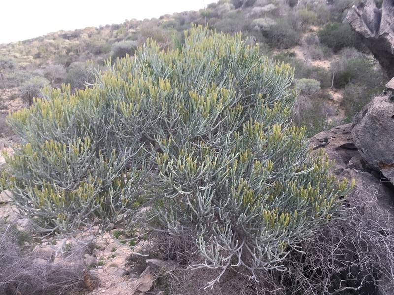 Euphorbia fiherenensis photo 5