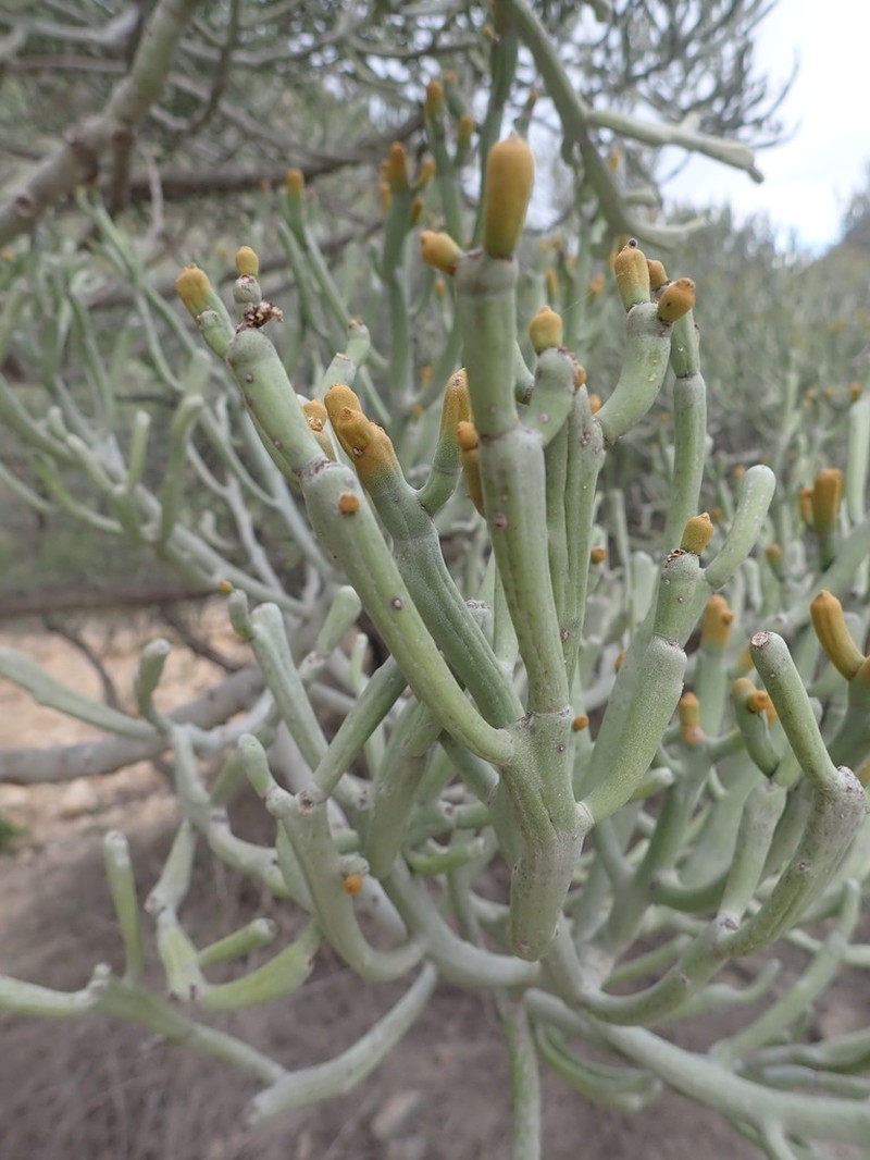 Euphorbia fiherenensis photo 7
