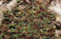 Euphorbia filicaulis