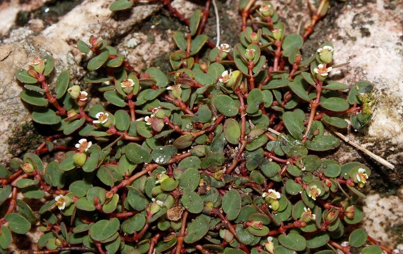 Euphorbia filicaulis