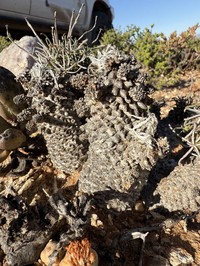 Euphorbia filiflora