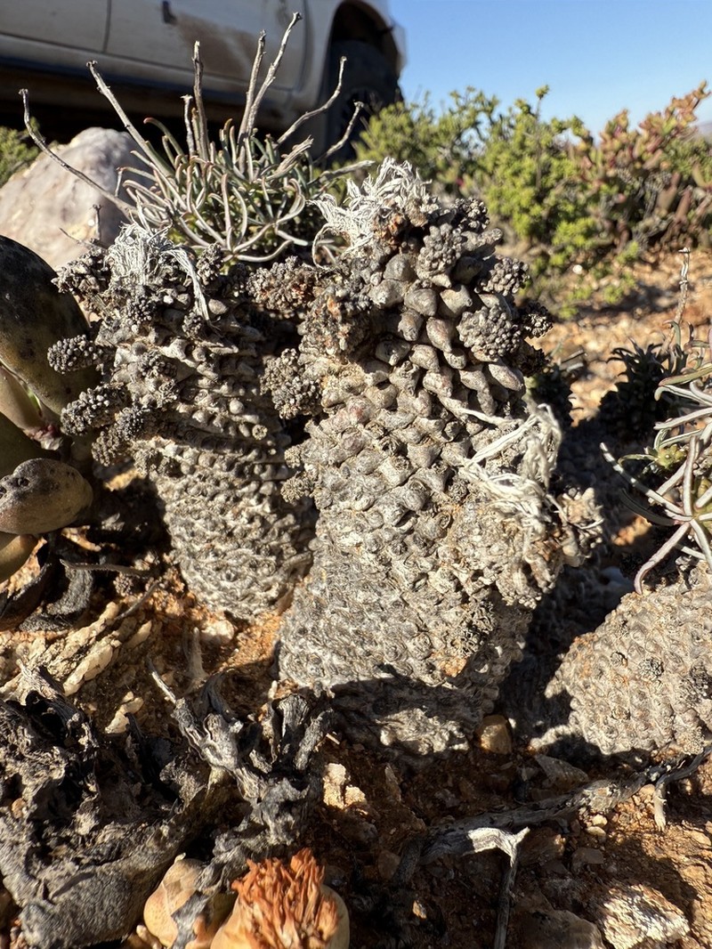 Euphorbia filiflora