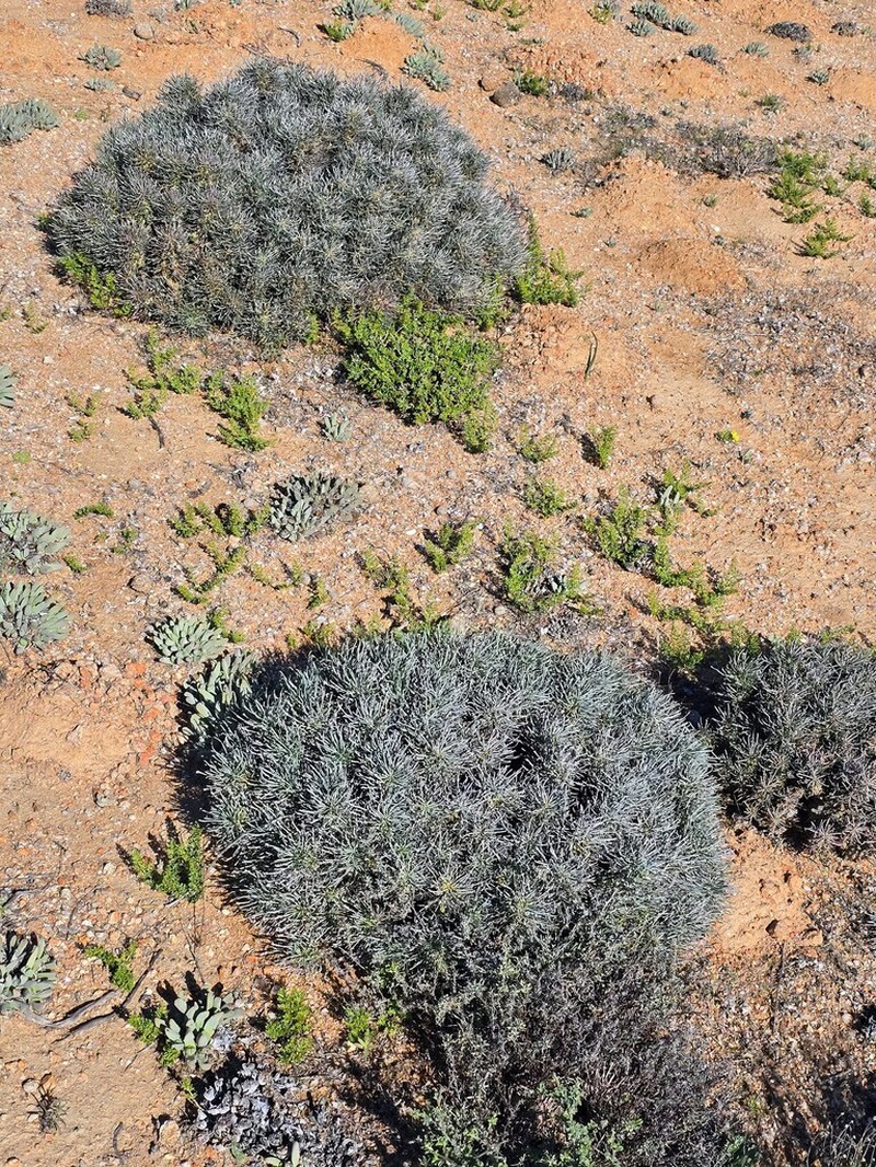 Euphorbia filiflora photo 2