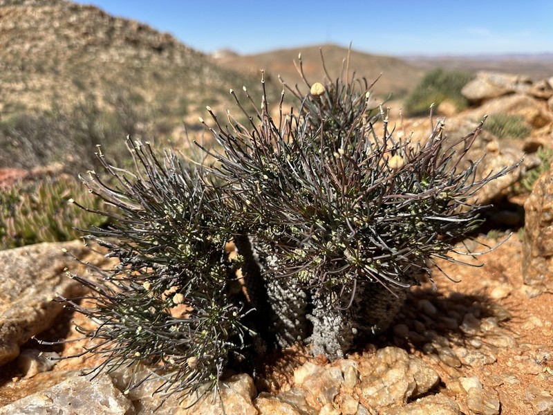 Euphorbia filiflora photo 3