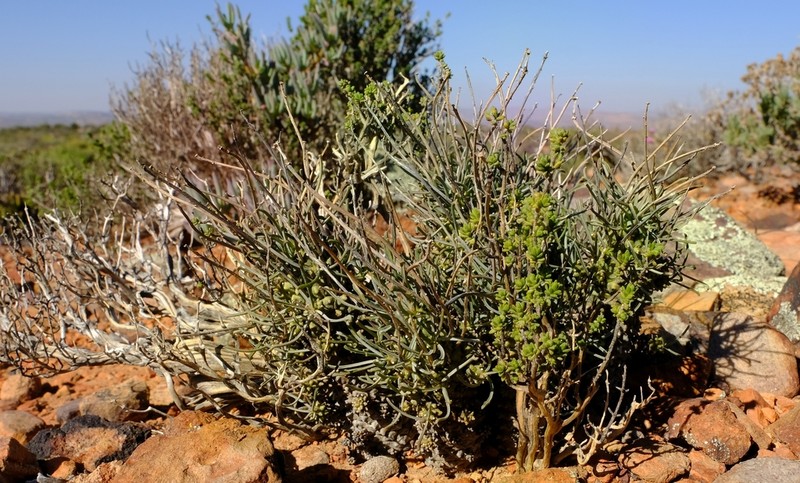 Euphorbia filiflora photo 4