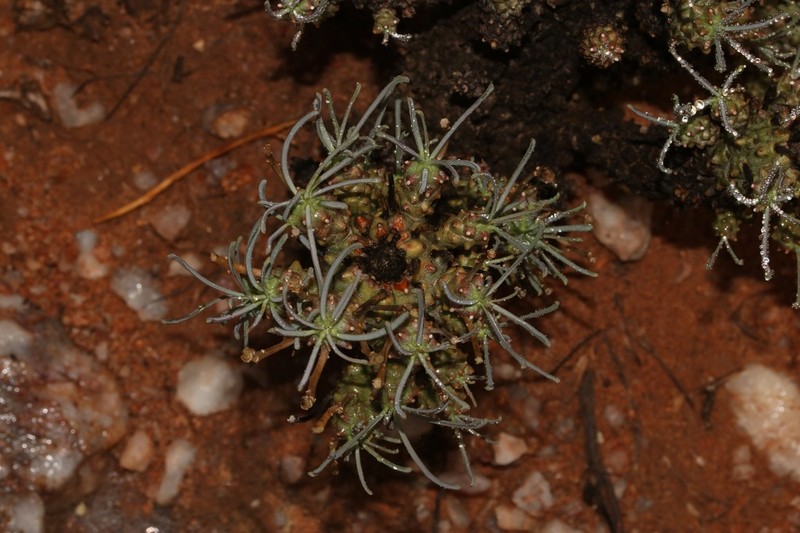Euphorbia filiflora photo 5