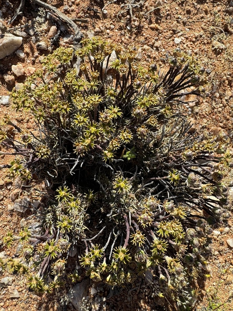 Euphorbia filiflora photo 6