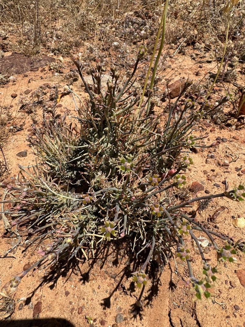 Euphorbia filiflora photo 7