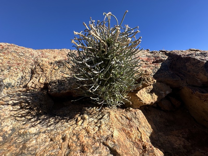 Euphorbia filiflora photo 8