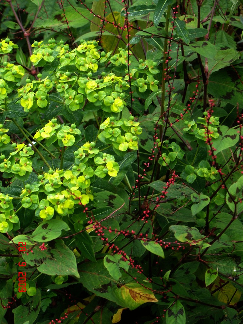 Euphorbia filiformis