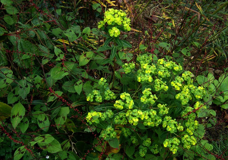 Euphorbia filiformis photo 2