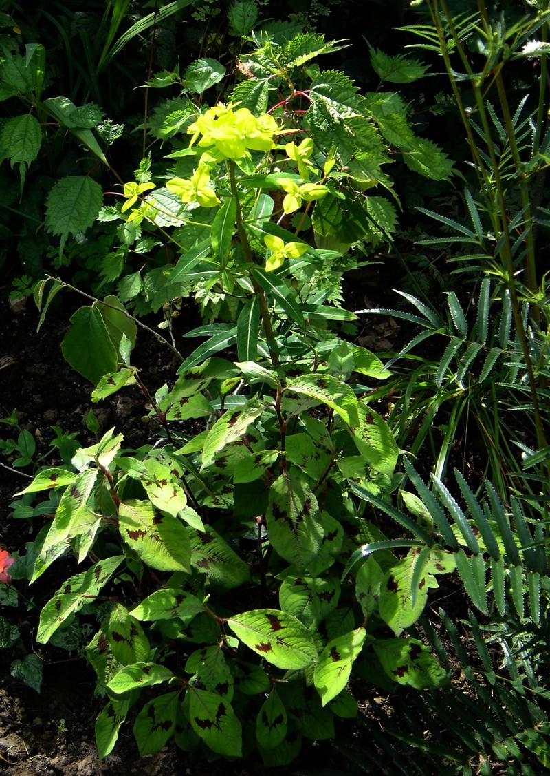 Euphorbia filiformis photo 3