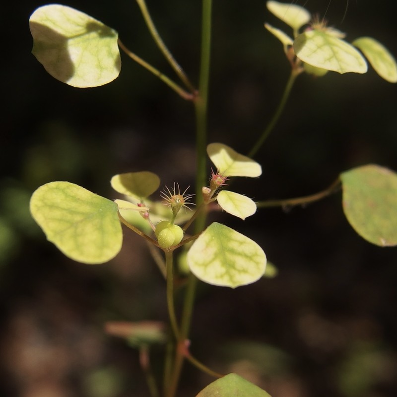 Euphorbia fimbrilligera photo 3